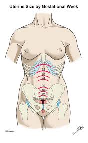 This hd wallpaper anatomy of female abdomen has viewed by 846 users. Prenatal Care Obstetrics Medbullets Step 2 3