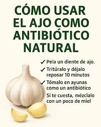 Hay un antibiótico poderoso que no cuesta casi nada, no daña tu flora intestinal y está al alcance de todos: el ajo 🧄. Este pequeño pero potente bulbo contiene alicina, un compuesto
