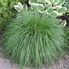Erst im frühjahr, zwischen anfang märz und anfang april ist die beste zeit, es zurückzuschneiden. Lampenputzergras Pennisetum Alopecuroides Hameln