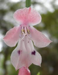 Image result for Gladiolus unguiculatus