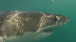 There have been reports of bull sharks as well as black fin sharks there. Where Are Cape Town S Great White Sharks Bbc News