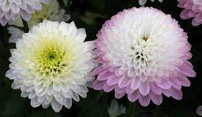 Pin On Good Feng Shui Flowers Plants
