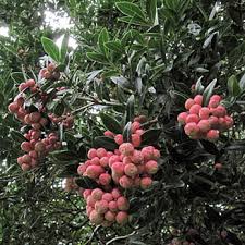 Image result for Olinia rochetiana
