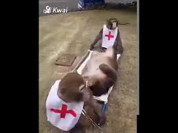 Here S The Monkey Emergency Doctor Stretcher Monkey Monkeys Funny Funny Gif Emergency Doctor
