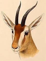 Red Gazelle Wikipedia The Red Gazelle Eudorcas Rufina Was Thought To Be An Extinct Species Of Eudorcas Extin In 2020 Amur Leopard Extinct Animals Gazelle