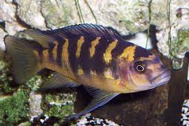 It is a diverse genus that includes a lot of different cichlid species all pseudotropheus cichlids belong to the first group, the mbunas. Pseudotropheus Wikipedia