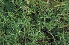Diodia virginiana is a plant species in the rubiaceae, common name virginia buttonweed. Poorjoe Mizzou Weedid