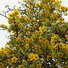 Image result for Ochna