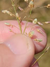 Image result for Eragrostis unioloides