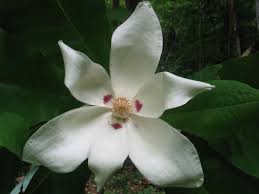 Image result for Magnoliaceae