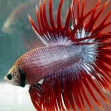 Ikan ini memiliki ekor ganda yang membelah di bagian tengah sirip ekor (caudal). Infomina Crown Tail Ikan Cupang Pemberantas Demam Berdarah