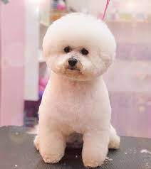 20 Best Bichon Frise Haircuts For Your Puppy The Paws Bichon Bichon Dog Bichon Frise