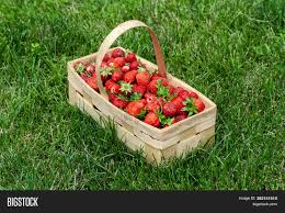 Strawberries can be transplanted early in the season (even before the final frost of the season). Wooden Basket Handle Image Photo Free Trial Bigstock
