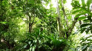 Mar 27, 2019 · orangehd stock offers hundreds of full hd and hd footages and videos. Rain Forest Background 45 Best Rain Forest Background And Images On Wallpaperchat