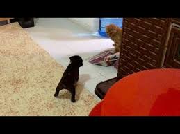 Kedi Ile Kopek Ayni Evde Ilk Kez Karsilasirsa Youtube