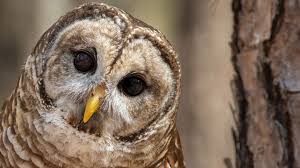We did not find results for: 7 Cara Merawat Burung Hantu Dengan Mudah Dan Aman Pintarpet