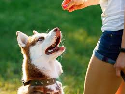Viele sind ganz einfach zu erlernen. 5 Leichte Hundetricks Fur Drinnen Die Jeder Hund Lernen Kann