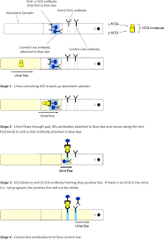 Can you have a positive pregnancy test before implantation? Pregnancy Test An Overview Sciencedirect Topics