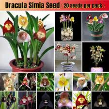 20pcs Mixed Species Dracula Simia Seed ...