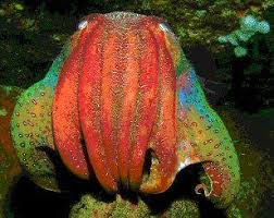 Check spelling or type a new query. 25 Cuttlefish Photos Ideas Cuttlefish Cephalopod Animals
