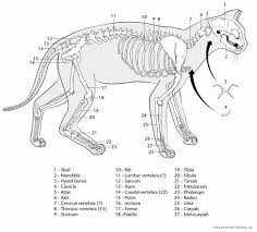 Animal Anatomy Coloring Book Awesome Animal Anatomy Pages Print Outs Coloring Pages Cat Coloring Book Cat Anatomy Animal Coloring Books