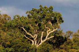 Image result for Albizia tanganyicensis