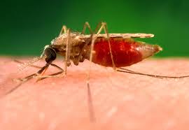 Malaria is a disease that spreads via the bite of an infected mosquito. What S New In Malaria Epidemiology On Health