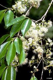 Image result for Syzygium rowlandii