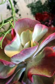 Kalanchoe Watermelon Order Flowers Online Order Flowers Floral Studio