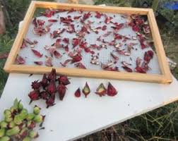 Keep the dried flowers in an airtight, labeled jar and store in a. Red Thai Roselle Hibiscus Tea Hibiscus Flower Tea Hibiscus Tea Dried Hibiscus Flowers