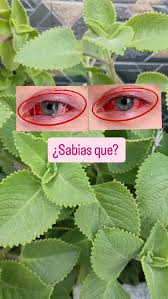 Sabía que usó tradicional se le da al orégano poleo o orejón para el  descanso y bienestar de su vista 🌿, #salud #tips #viralreels #fblifestyle