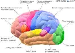 Major breakthroughs made in recent years have lent us a better understanding of this syndrome, which may be the first manifestation of any of a number of neurodegenerative diseases. Differenza Tra Afasia Disartria E Aprassia Medicina Online