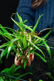 Image result for Hygrophila