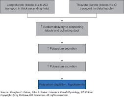 Regulation Of Potassium Balance Vanders Renal Physiology