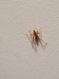 Only one species of camel lives within the african grasslands. Bunch Of These Are Hanging Around Work In Northern Nevada Resembling A Small Camel Spider Whatsthisbug
