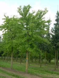 Image result for Maclura