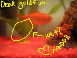 Pin On Goldfish