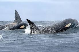 Rescuers In B.C. Hope Ai Will Help Reunite Orphaned Whale With Its Family