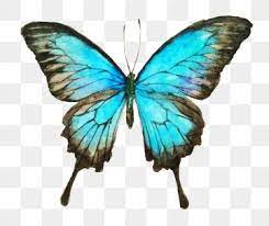 Blue Butterfly Print Butterfly Illustration Blue Butterfly Beautiful Butterflies