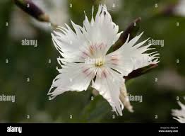 Image result for Caryophyllaceae