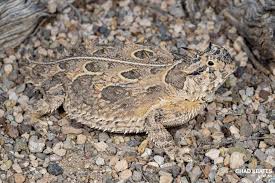 Image result for Stenostelma corniculatum