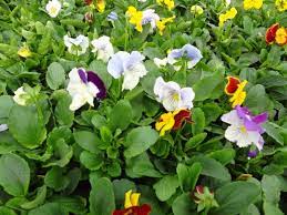 Pansy Cats Mix Plants Pansies Cats