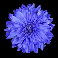 Real Black And Blue Flowers Single Deep Blue Chrysanthemum Flower Isolated Over Black Background Aster Flower Tattoos Chrysanthemum Flower Birth Flower Tattoos