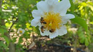 Image result for Oncoba