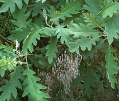 Image result for Bocconia arborea