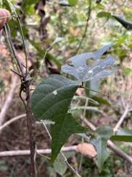 Image result for Agelaea pentagyna