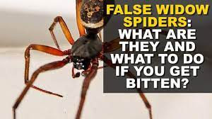I heard he quit but it was a false alarm. Venomous Spider Attacks Dog In Killiney A Week After Owner Was Bitten At Exact Same Spot While On Walk Dublin Live