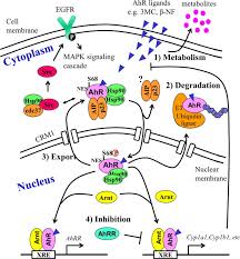 Check spelling or type a new query. The Emerging Roles Of Ahr In Physiology And Immunity Sciencedirect