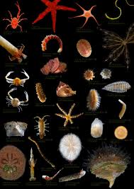 第17回 JAMBIO沿岸生物合同調査 | JAMBIO -日本語-