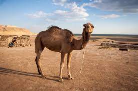 Evidence for the domestication of bactrian camels. Camel Showdown Dromedary Vs Bactrian